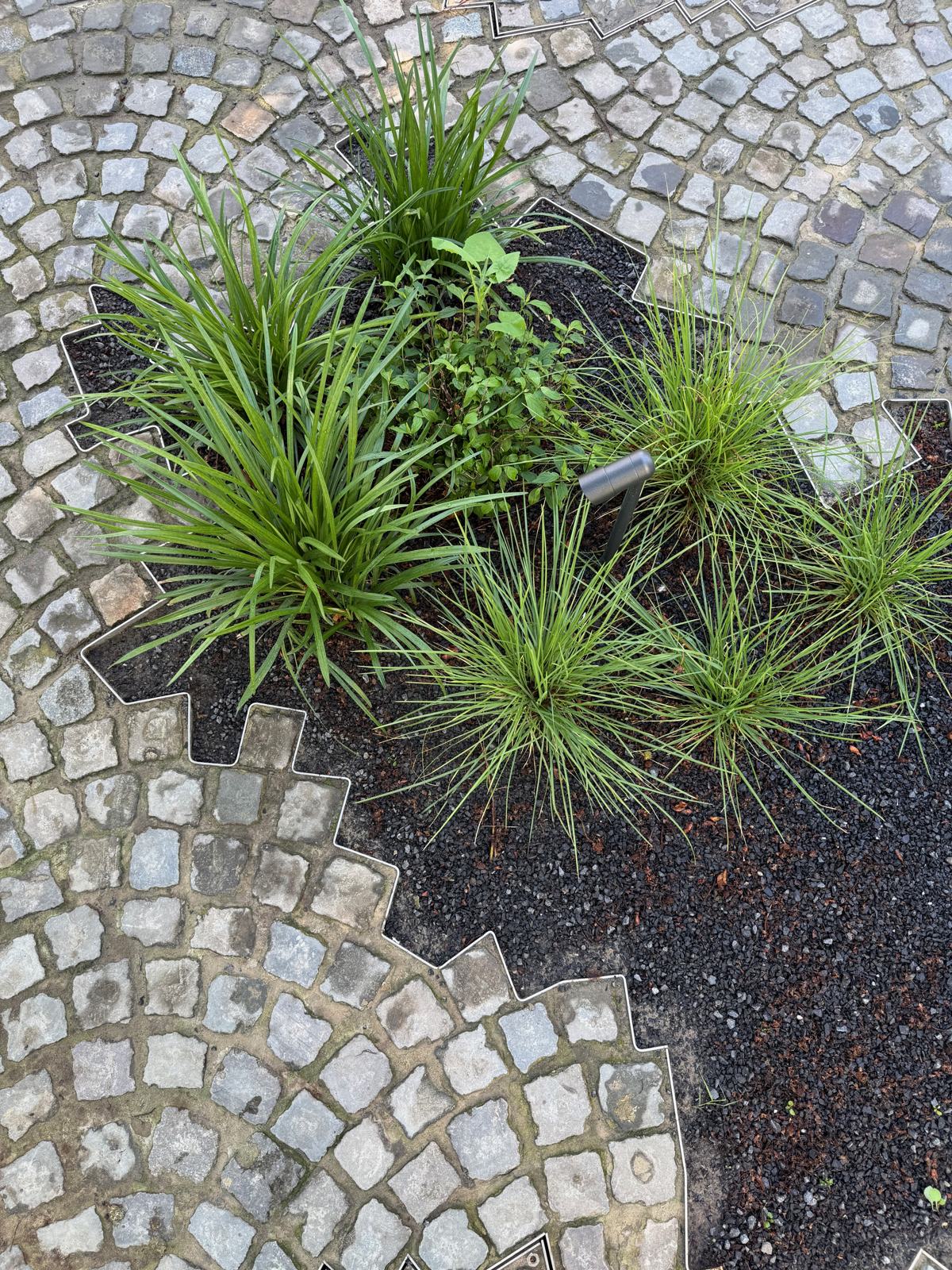Jardin H, vue 5